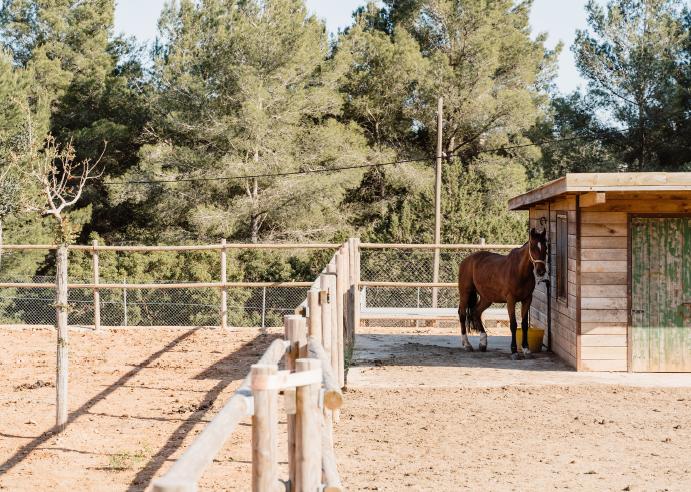 Exclusive Ibiza retreat with horses and natural surroundings